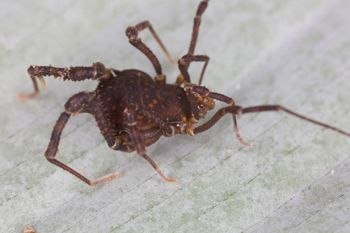 Media type: image;   Invertebrate Zoology 140068